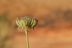 Pycnocycla saxatilis