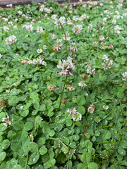 Trifolium repens