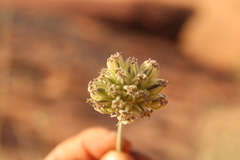 Pycnocycla saxatilis