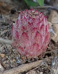 Hyobanche robusta