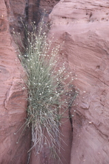 Pycnocycla saxatilis