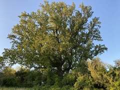 Liriodendron