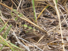 Pardalophora phoenicoptera