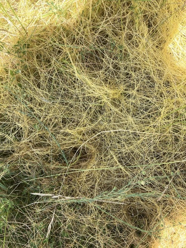 flax dodder (Cuscuta epilinum)