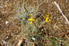 Cytisus nigricans
