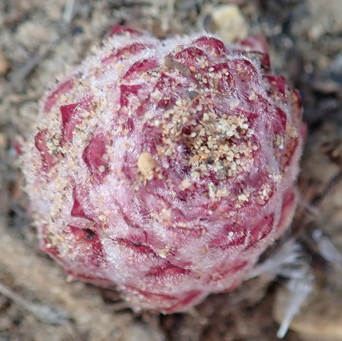 Image of Hyobanche robusta by (c) Nicola van Berkel, some rights reserved (CC BY-SA)