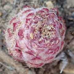 Hyobanche robusta