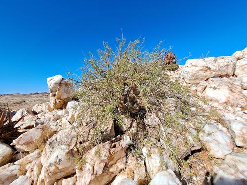 Commiphora gracilifrondosa image