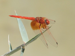Trithemis kirbyi