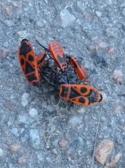 Pyrrhocoris apterus