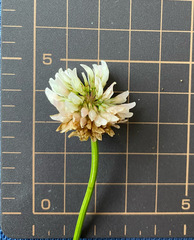 Trifolium repens