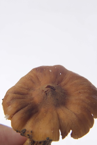Phaeomarasmius distans image