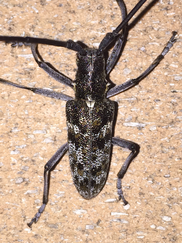 Monochamus clamator linsleyi