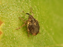 Ceutorhynchus querceti