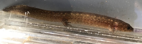 Desmognathus kanawha