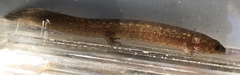 Desmognathus kanawha