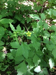 Geum × catlingii