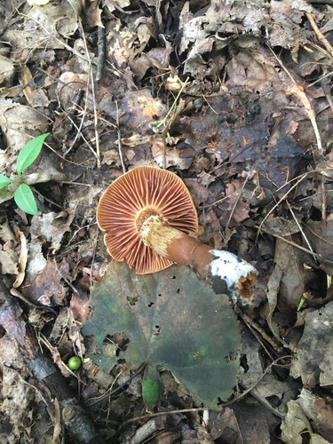 Phaeomarasmius distans image