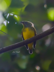 Lepidothrix nattereri