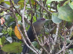 Phaenicophaeus diardi