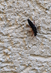 Platydracus fulvipes