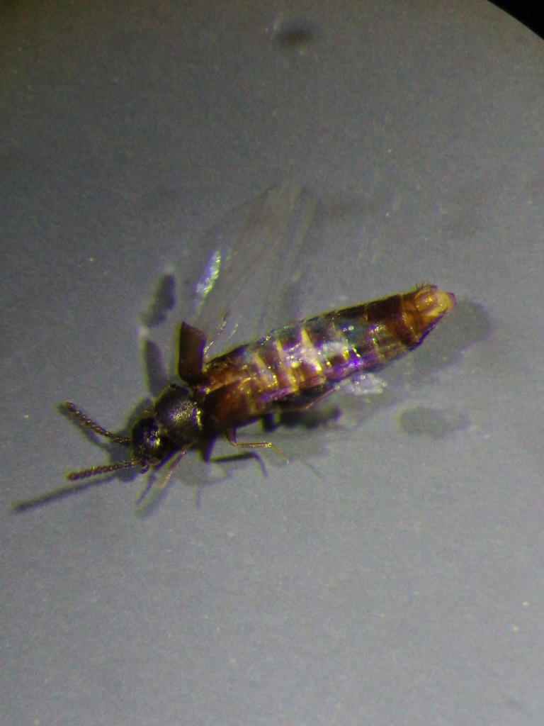 Placusini
