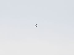 Falconiformes