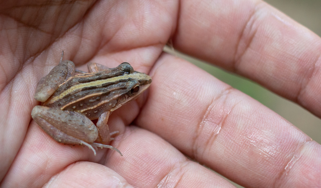 Rufous Frog