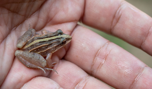 Rufous Frog