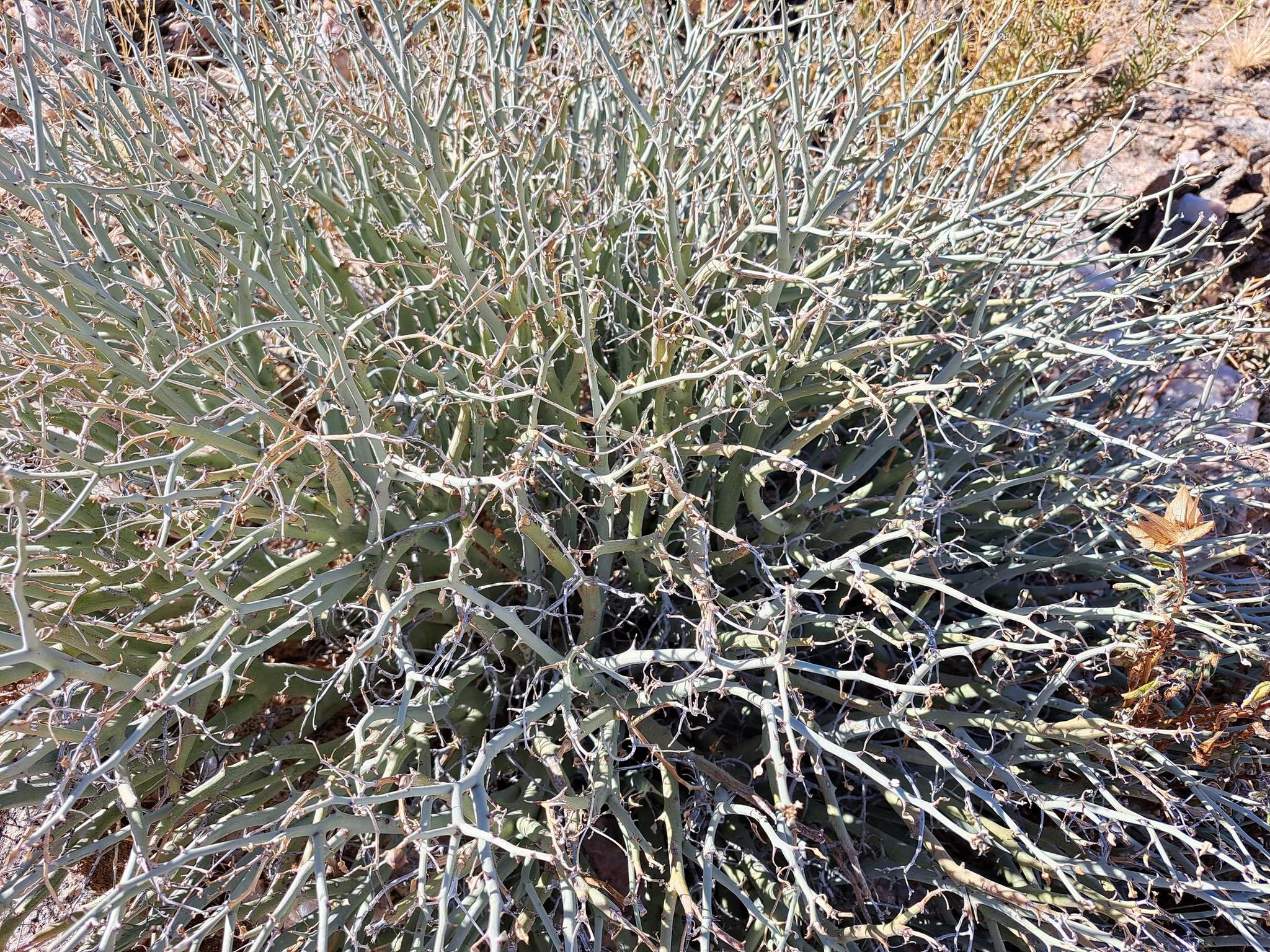 Euphorbia gariepina