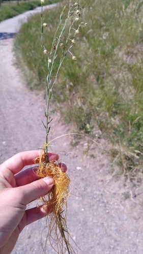 Cuscuta epilinum iNat (1)