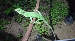 Polychrus marmoratus