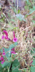 Salvia hierosolymitana
