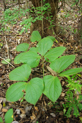 Dioscorea dregeana