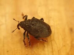 Ceutorhynchus alliariae