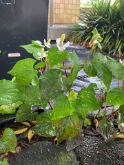 Houttuynia cordata
