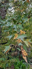 Liquidambar styraciflua
