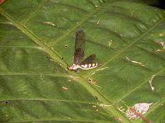 Suphalomitus formosanus