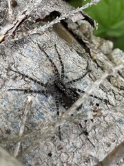 Acantholycosa lignaria