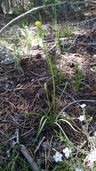 Nothocalais alpestris