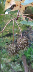 Liquidambar styraciflua
