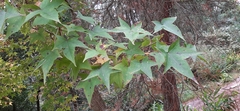Liquidambar styraciflua