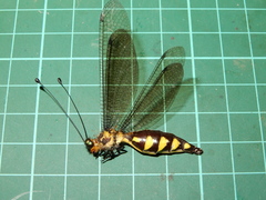 Suphalomitus formosanus