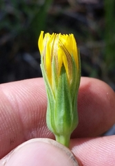 Nothocalais alpestris