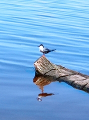 Sterna hirundo