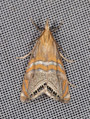 Euchromius bella