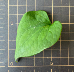 Houttuynia cordata