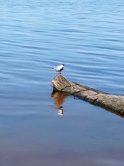 Sterna hirundo