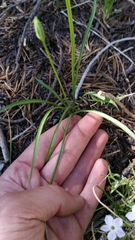 Nothocalais alpestris