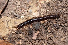 Notodesmus scotius